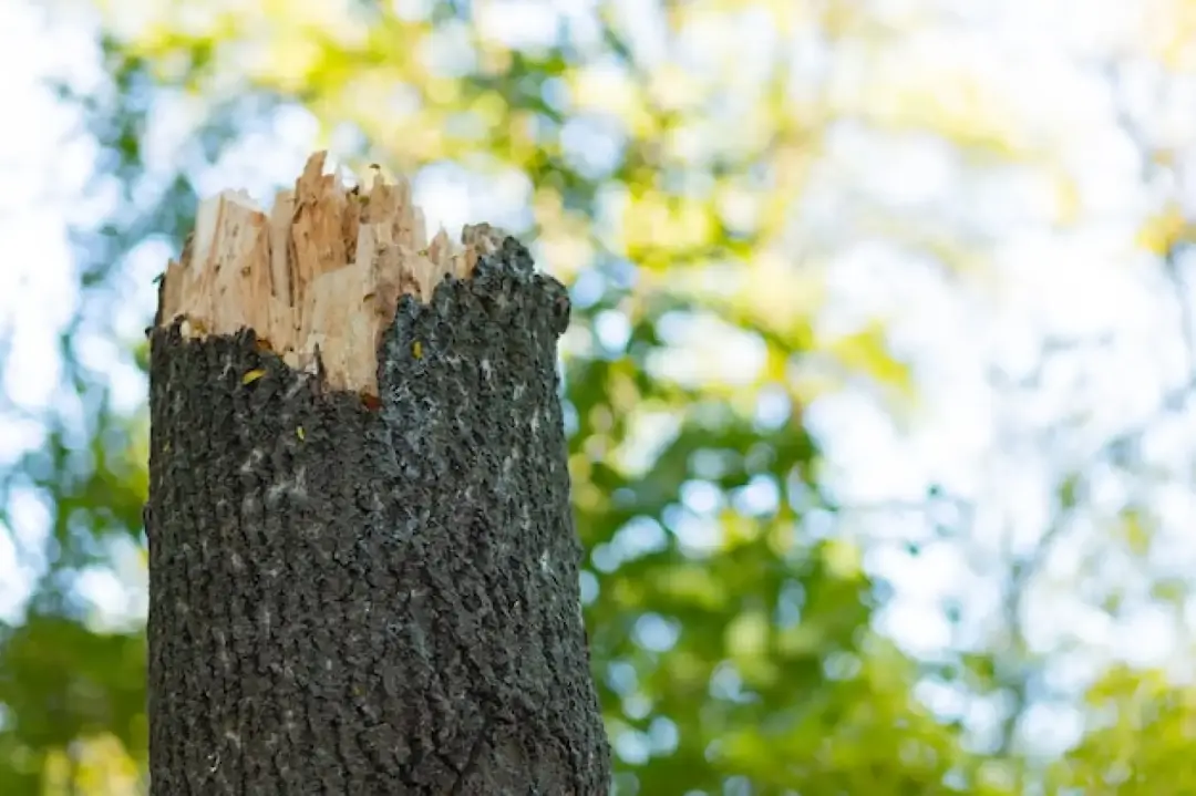 Tree Emergencies Malvern, Ledbury, Worcester