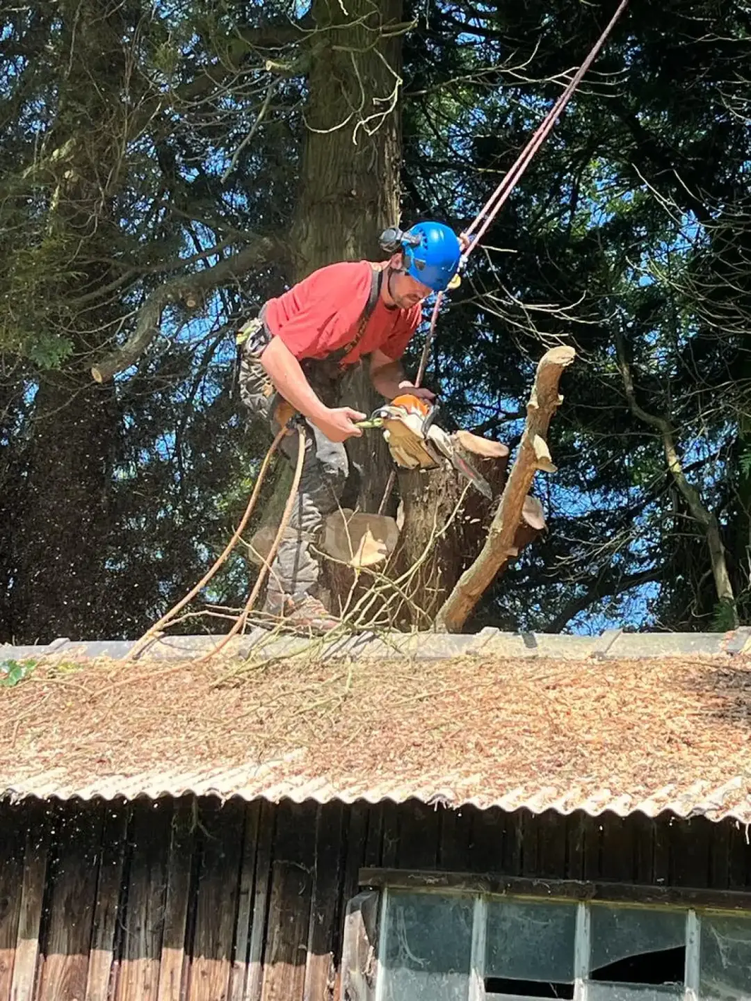 Tree Removal Services Malvern, Ledbury, Worcester 