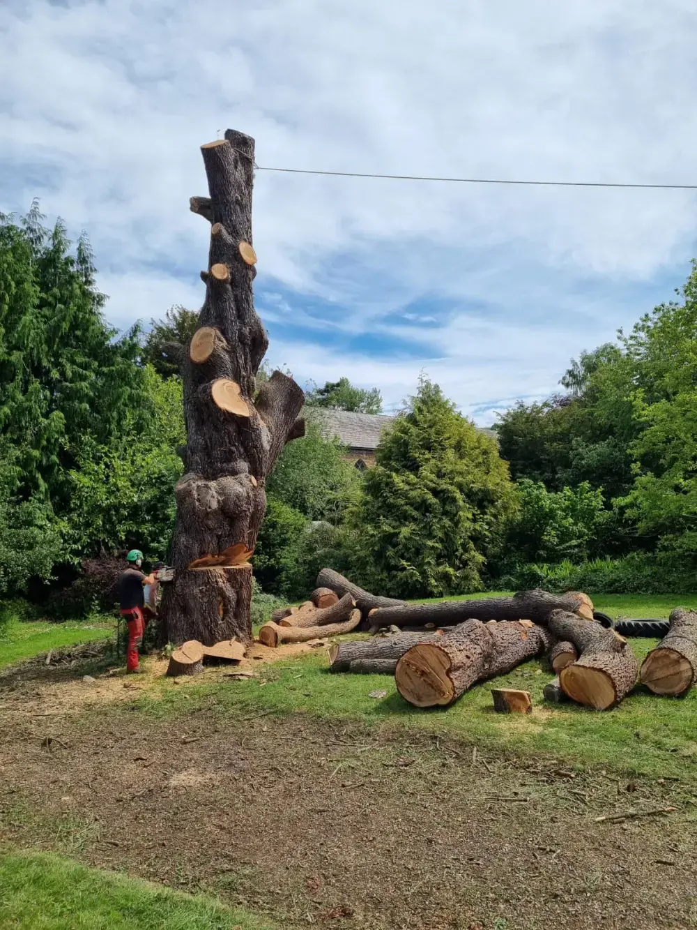 Stump Grinding and Root Removal Services - Malvern, Ledbury, Worcester 